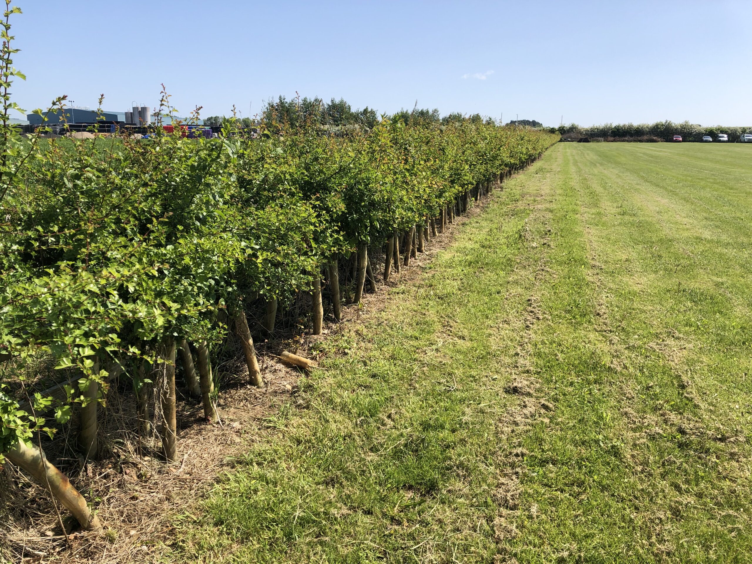 Floral bedding and hedgerow areas at Woodland Cemetery Horncastle